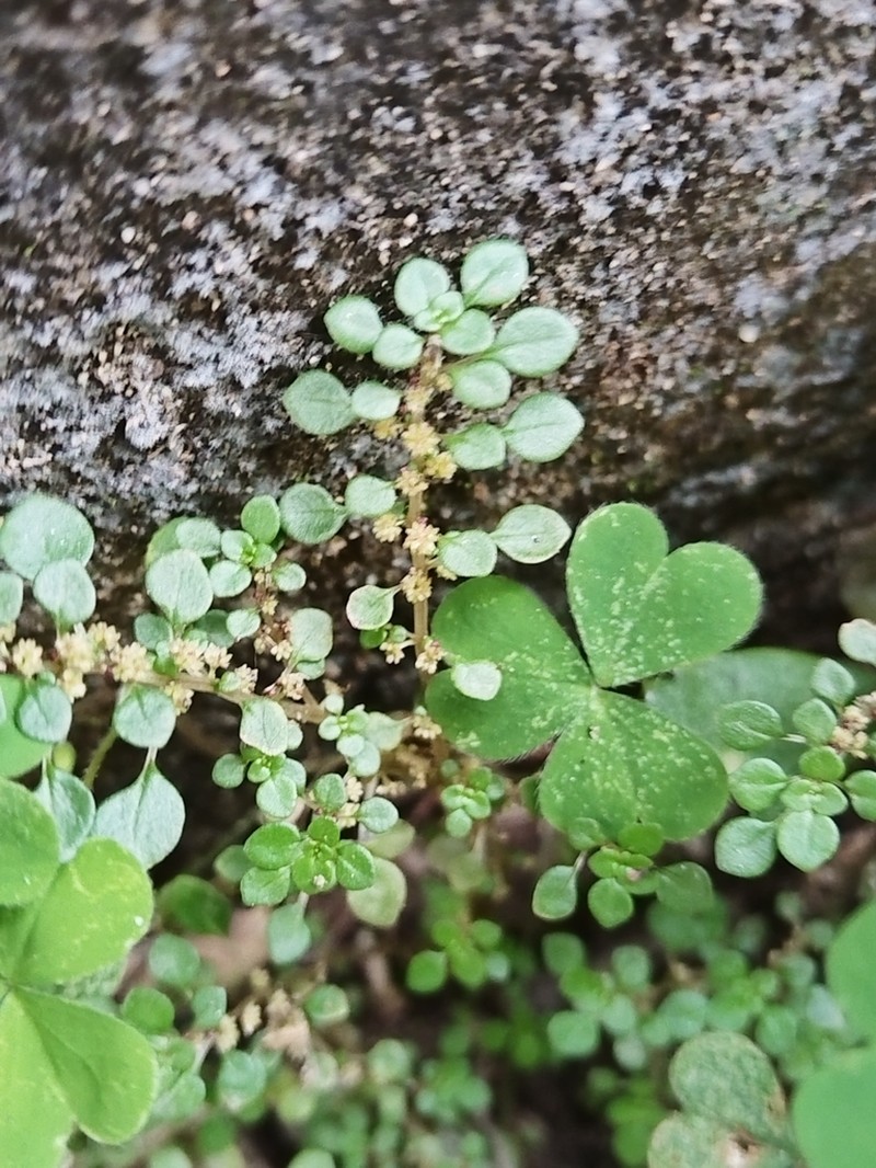 Caribbean Clearweed photo 2