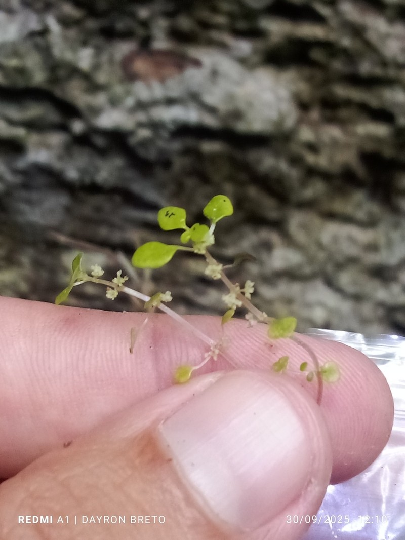 Caribbean Clearweed photo 3