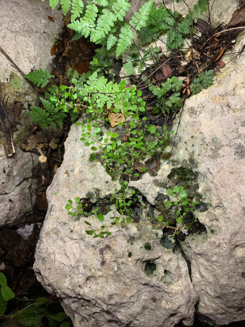Caribbean Clearweed photo 4