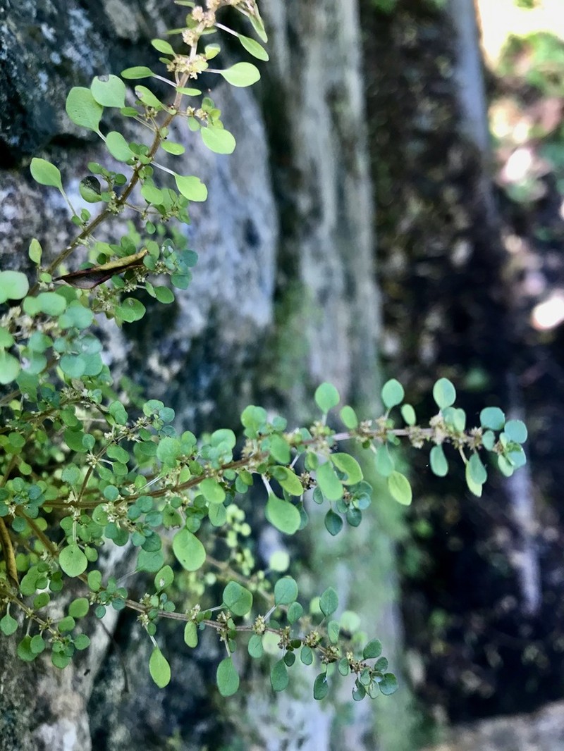 Caribbean Clearweed photo 5