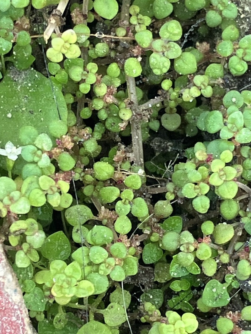 Caribbean Clearweed photo 6