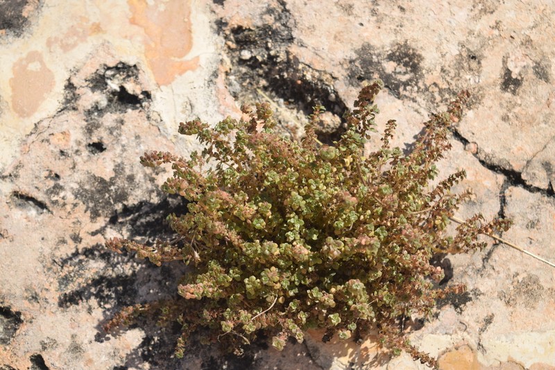 Caribbean Clearweed photo 7