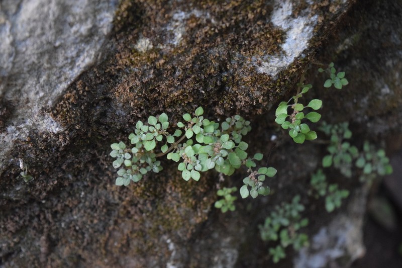 Caribbean Clearweed photo 8