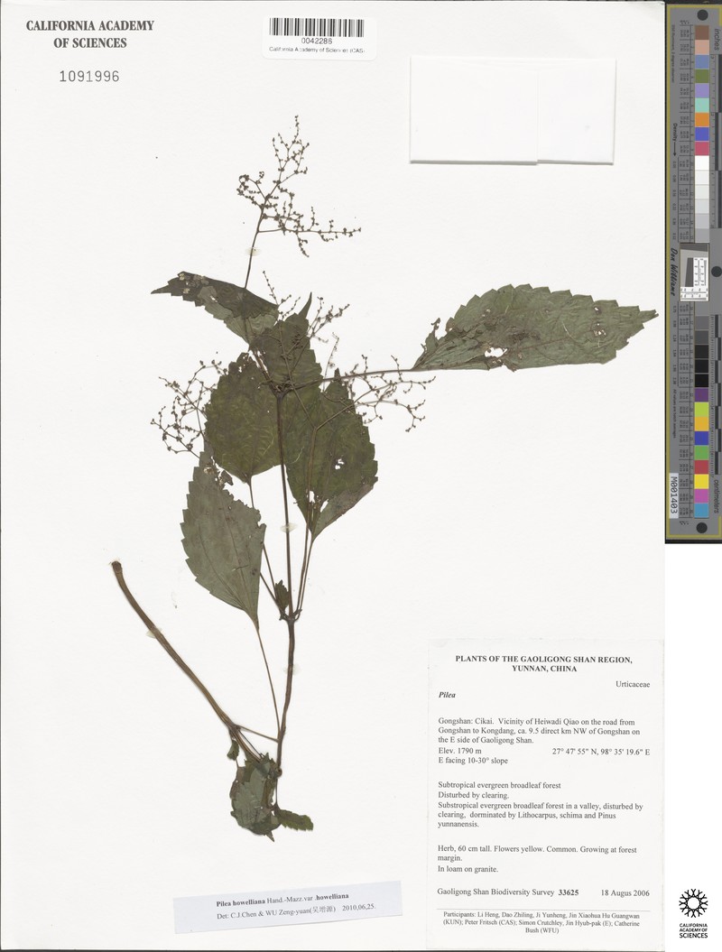 Pilea howelliana var. howelliana