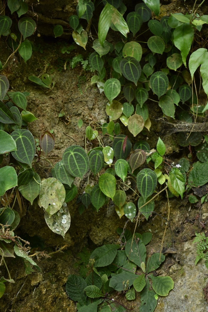 Pilea imitans