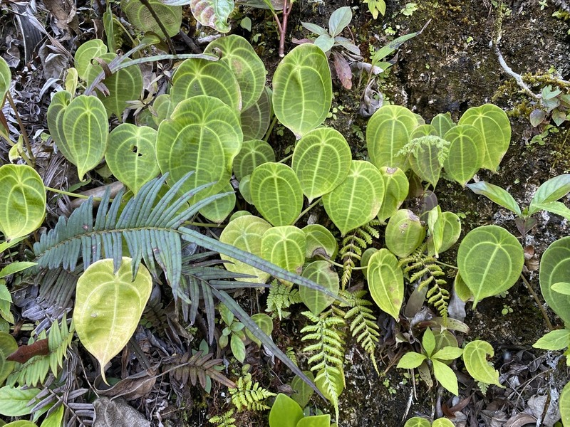 Pilea imitans photo 2