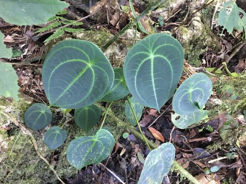 Pilea imitans photo 3