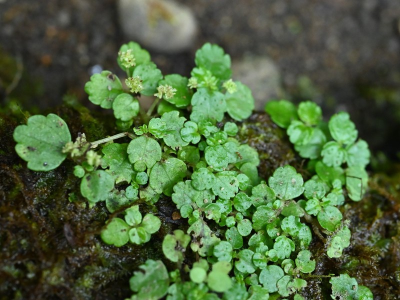 West Indian Clearweed photo 4