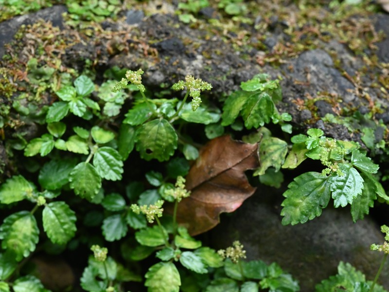 West Indian Clearweed