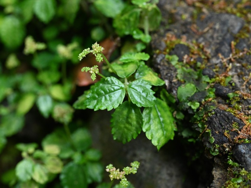 West Indian Clearweed photo 2
