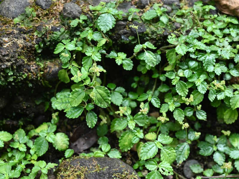 West Indian Clearweed photo 3