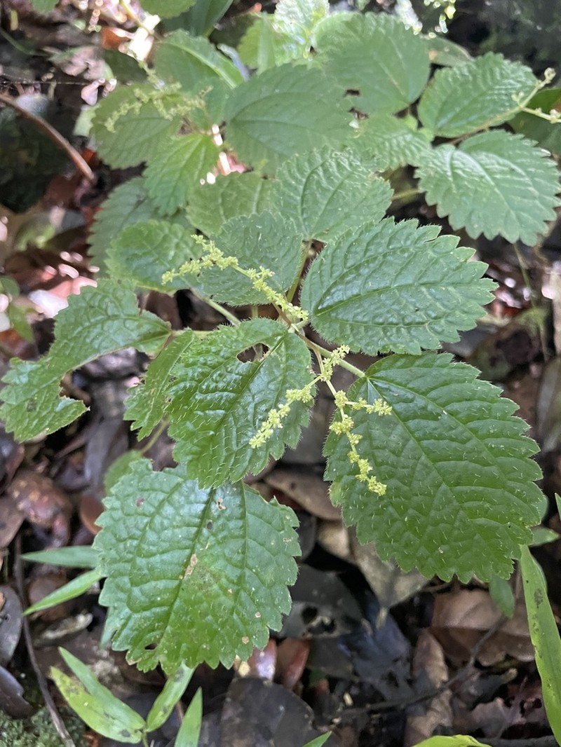 West Indian Clearweed