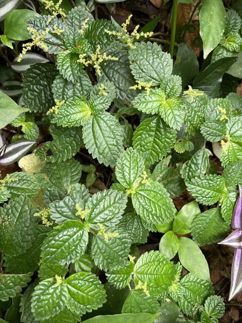 West Indian Clearweed photo 2