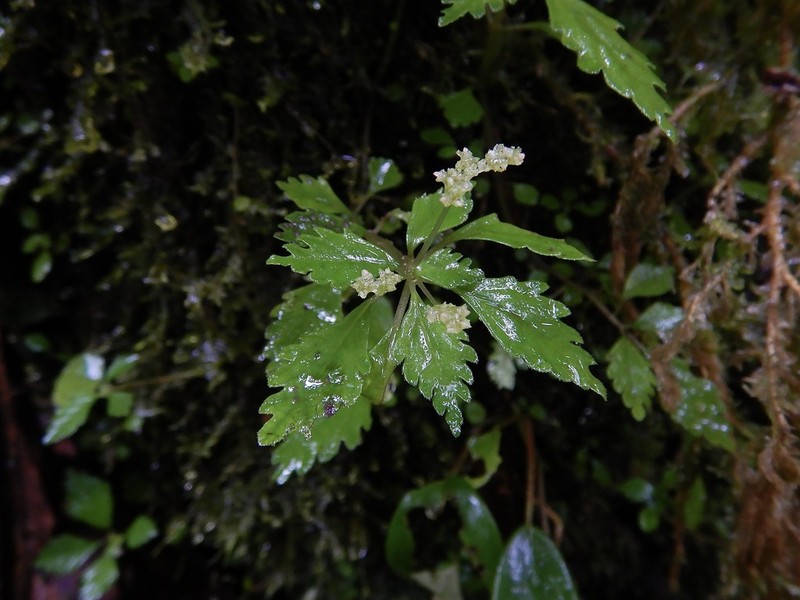 West Indian Clearweed photo 3