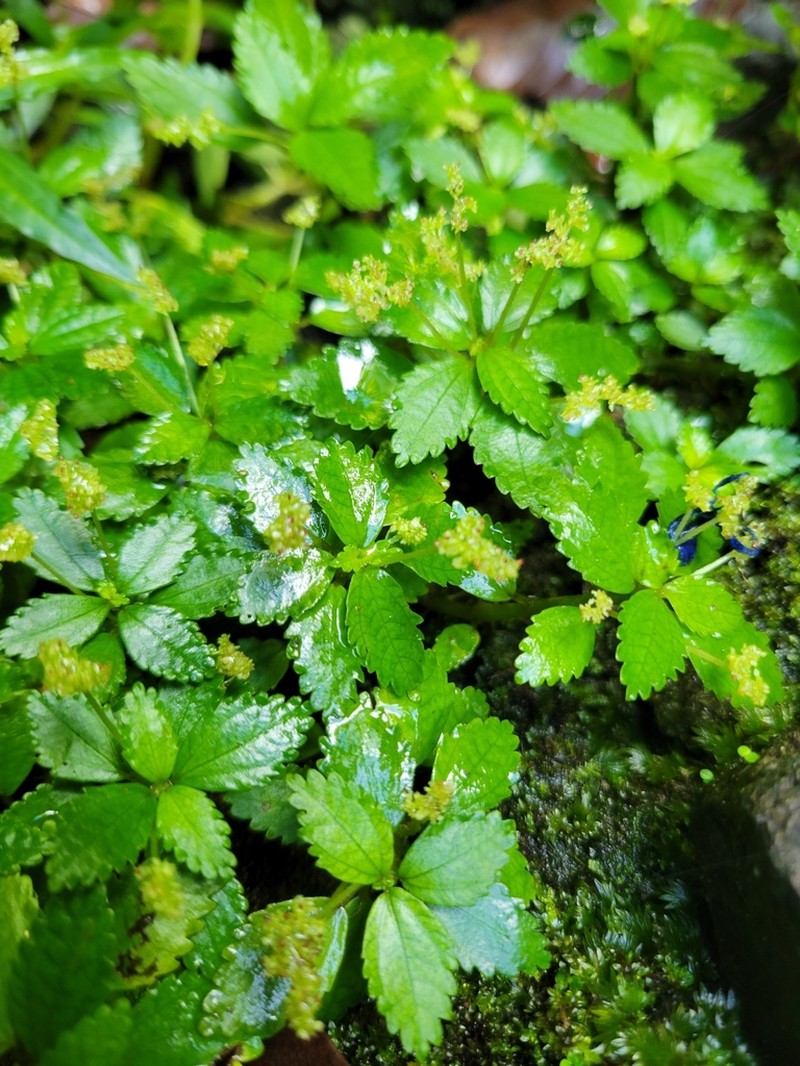 West Indian Clearweed photo 4