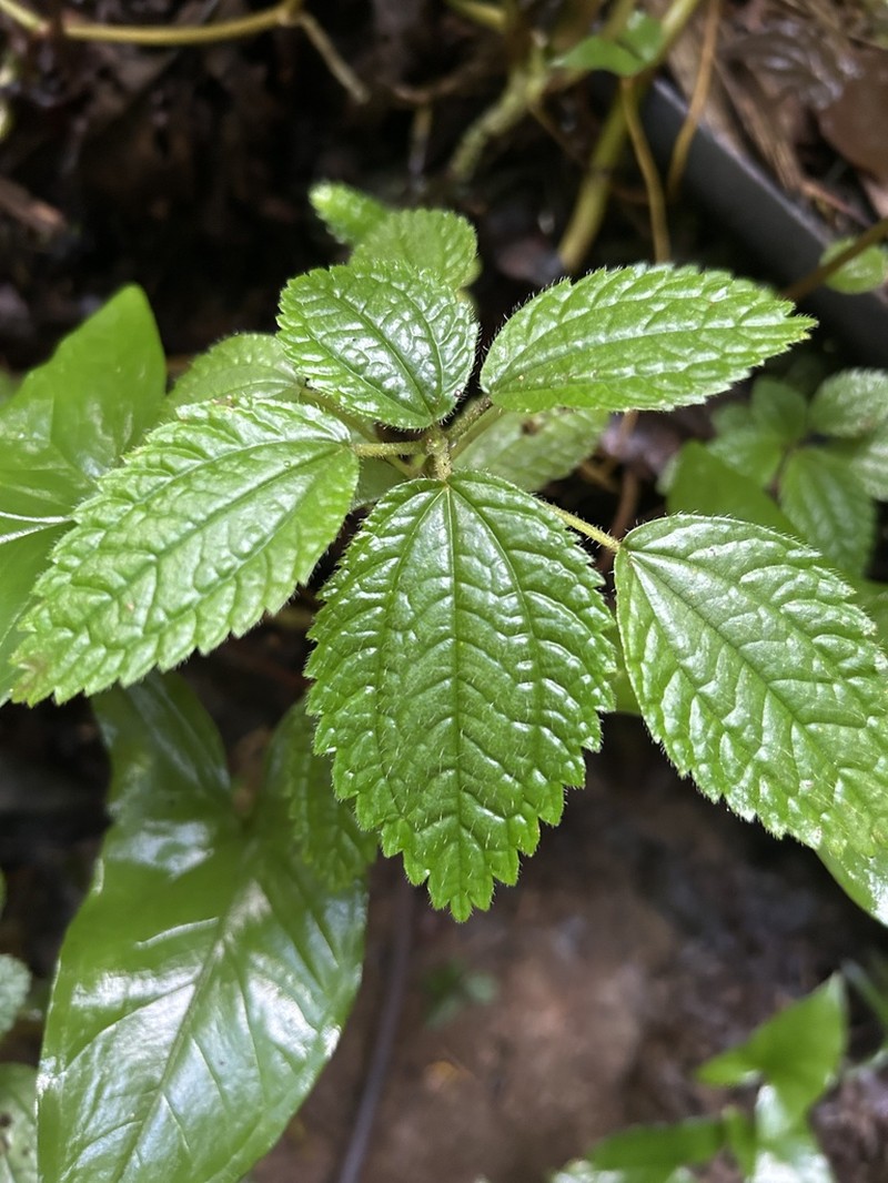 West Indian Clearweed photo 5