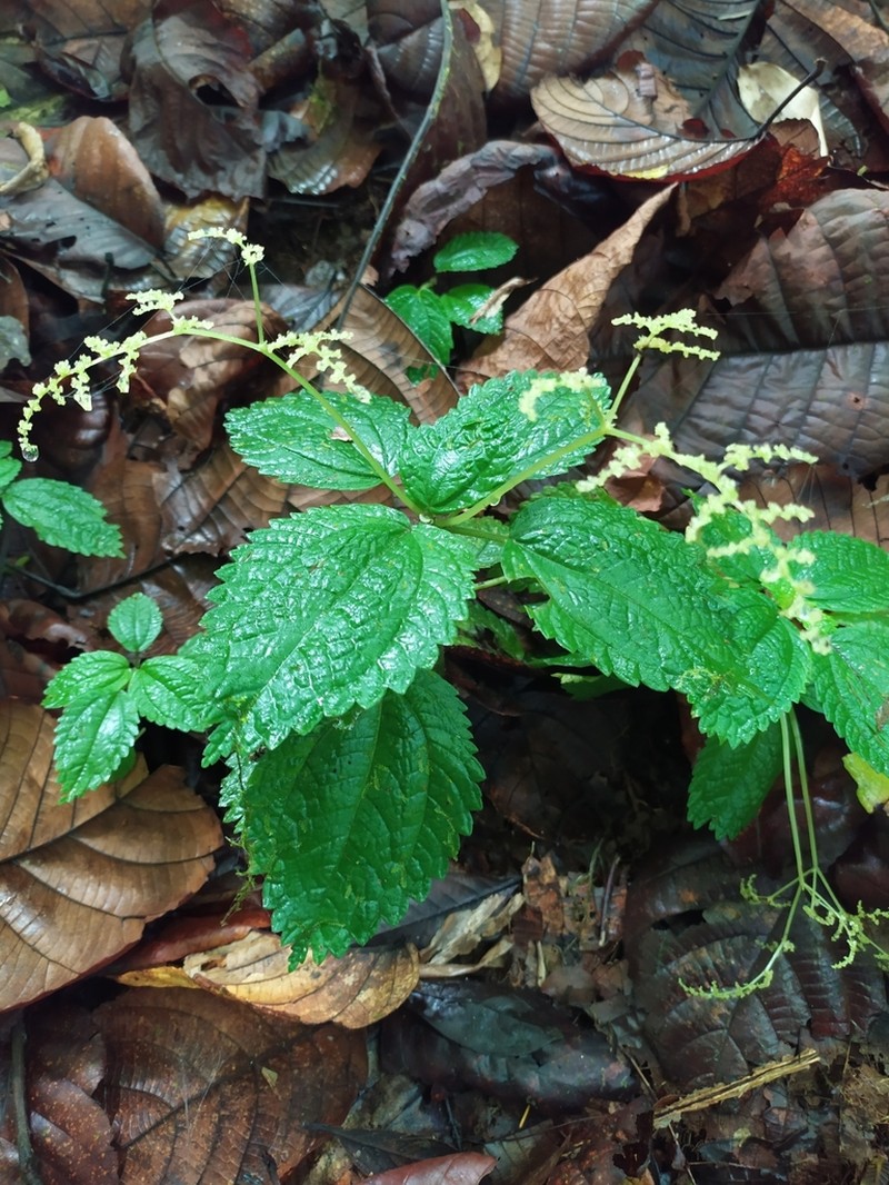 West Indian Clearweed photo 6