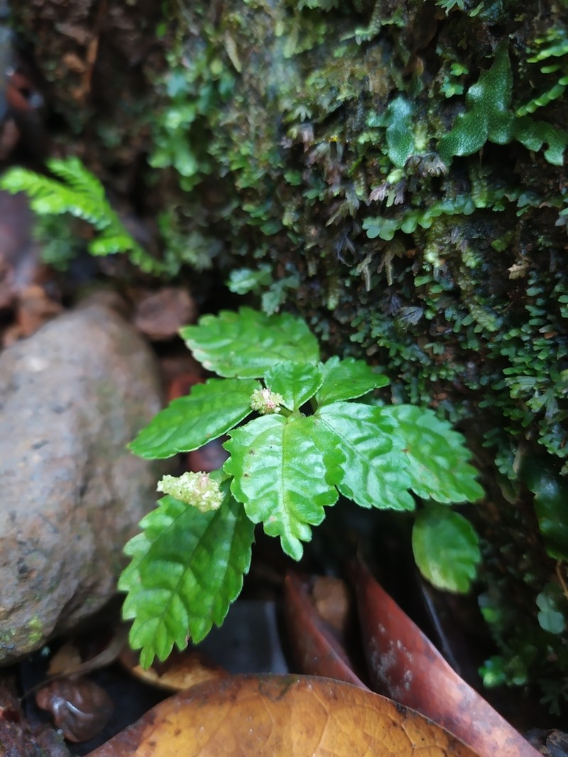 West Indian Clearweed photo 7