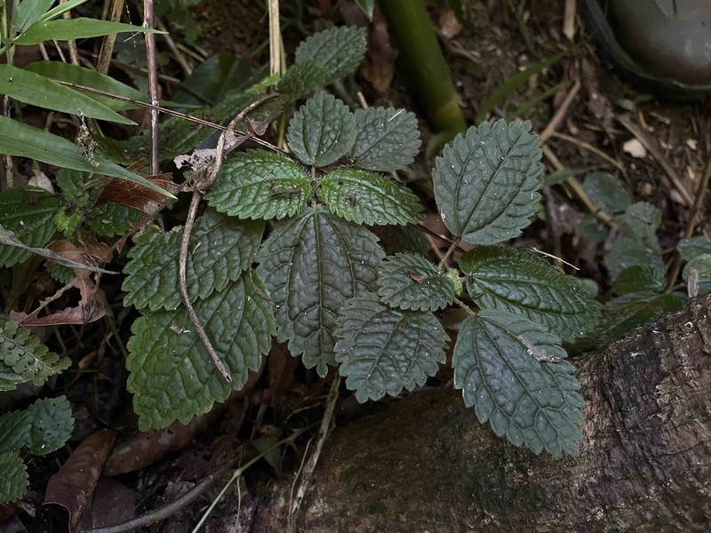 West Indian Clearweed photo 8