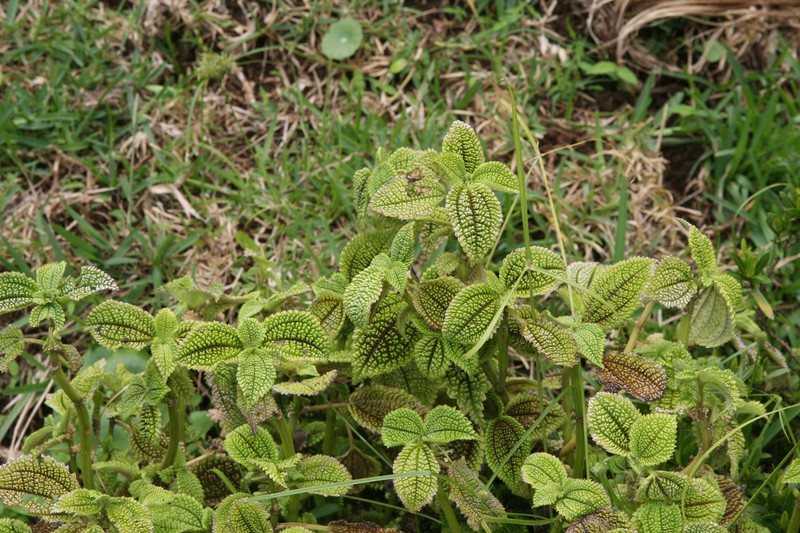 Friendship Plant photo 4