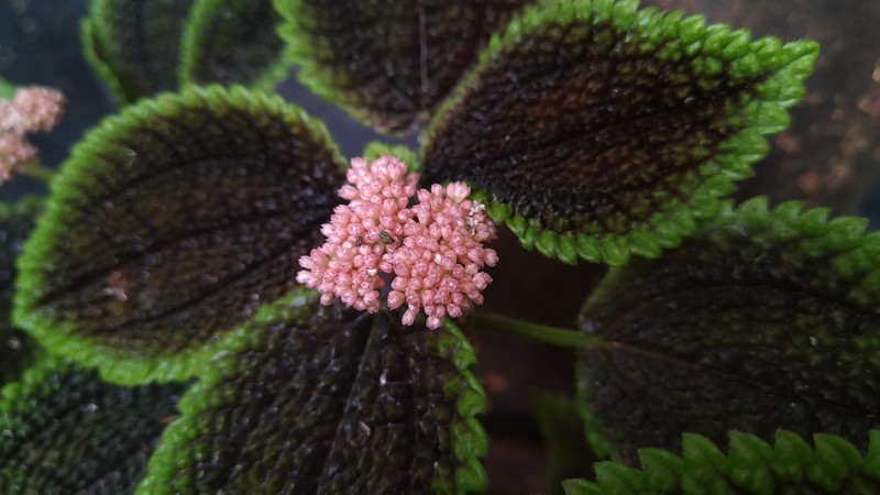 Friendship Plant photo 2