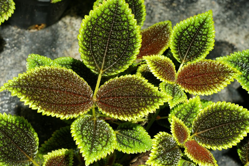 Friendship Plant photo 3