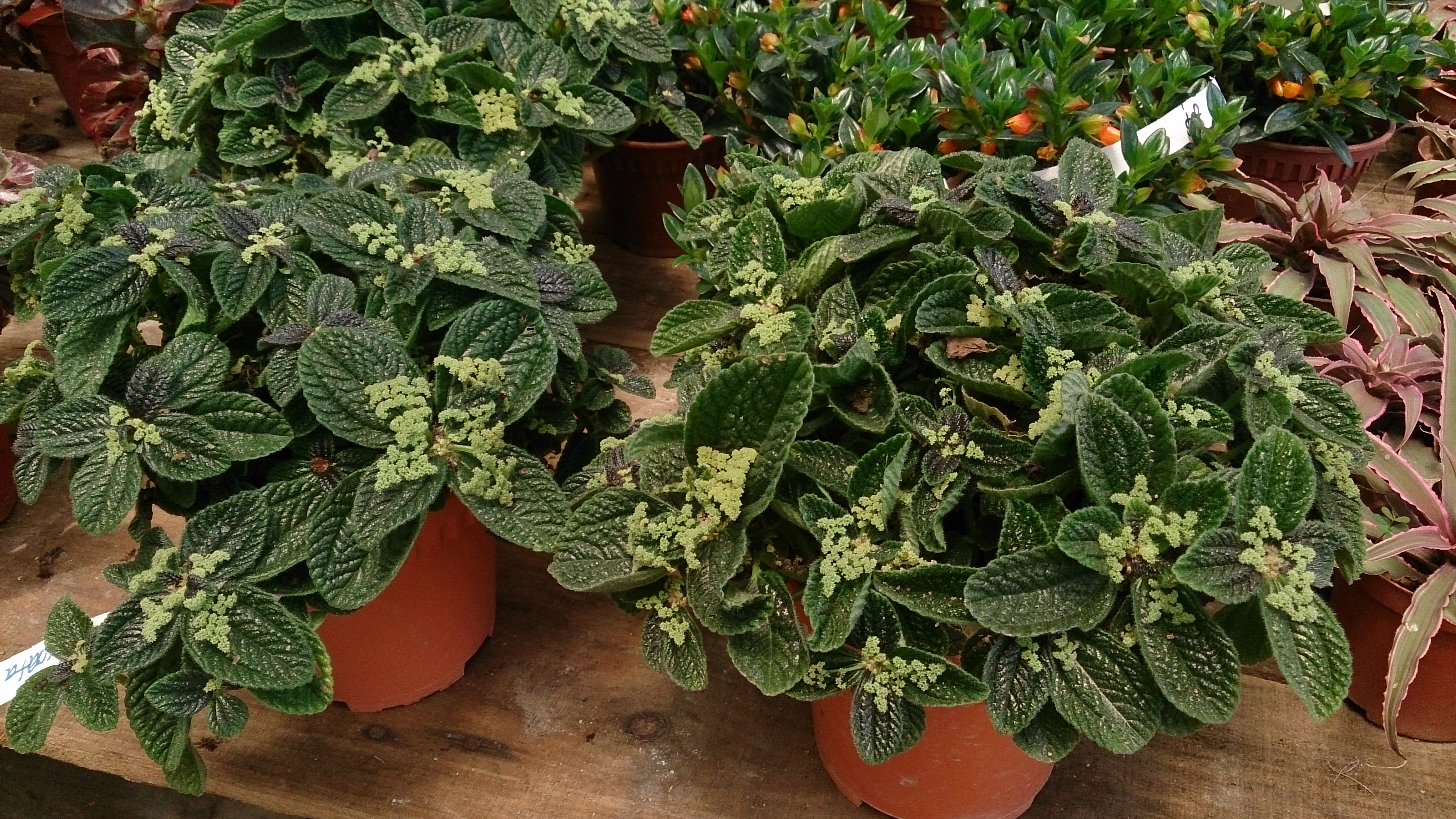 Friendship Plant photo 5
