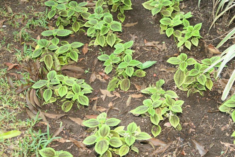 Friendship Plant photo 6