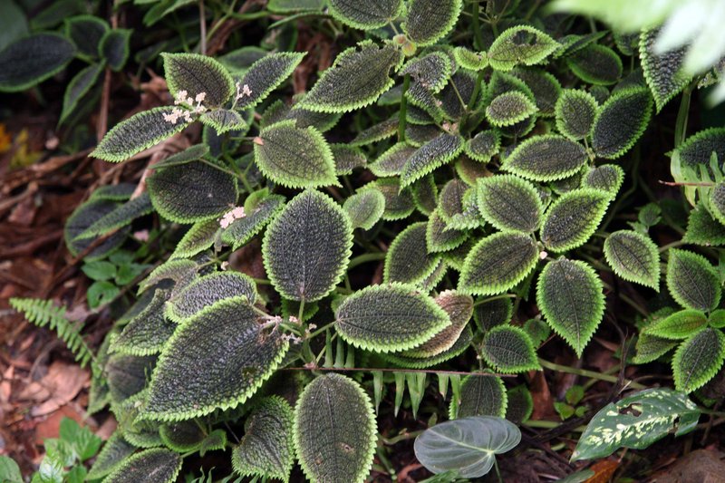 Friendship Plant photo 7
