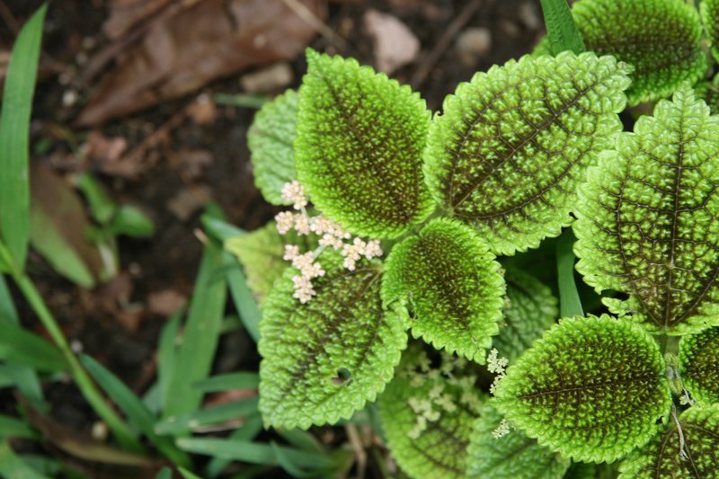 Friendship Plant photo 8