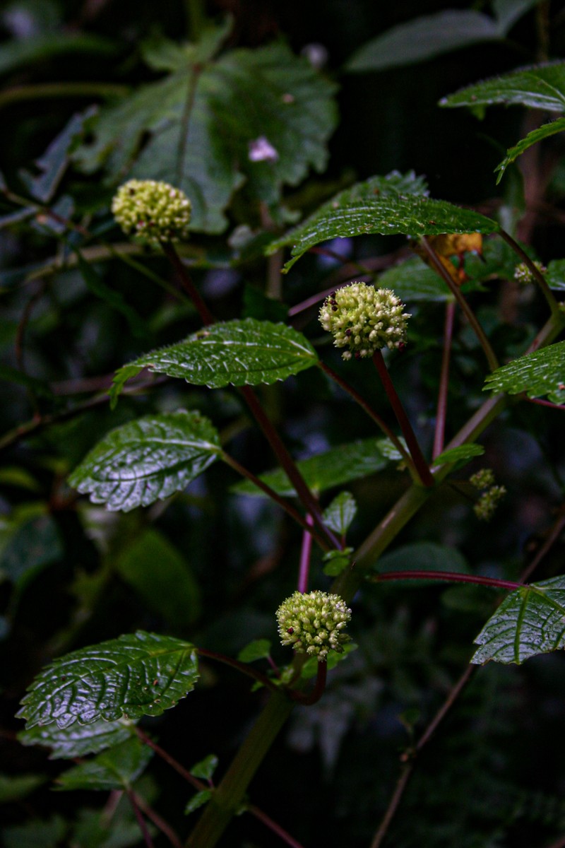 Pilea johnstonii subsp. johnstonii