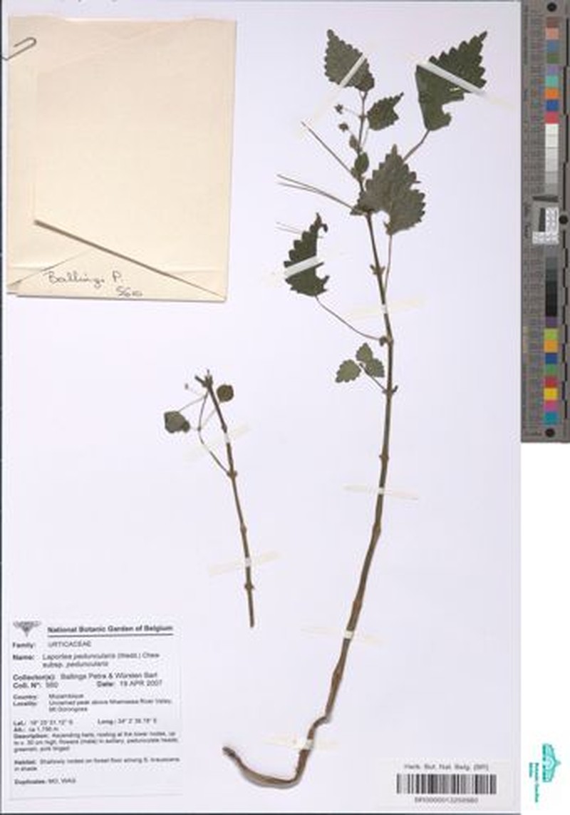 Pilea johnstonii subsp. johnstonii photo 2