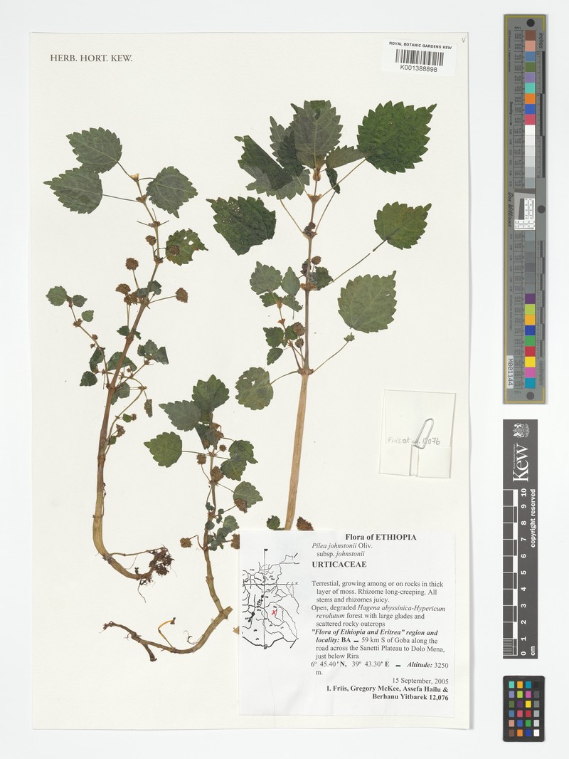 Pilea johnstonii subsp. johnstonii photo 3