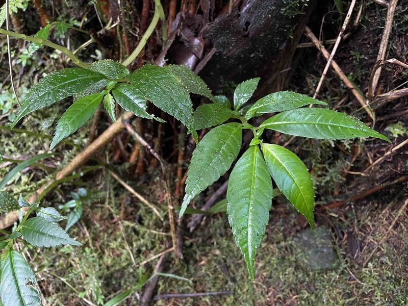 Krug's Clearweed photo 5