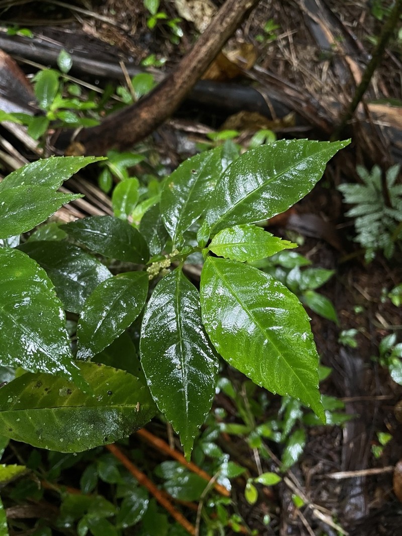 Krug's Clearweed photo 6