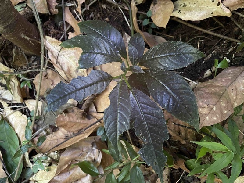 Krug's Clearweed photo 8