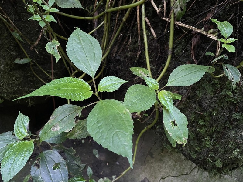 Puerto Rico Clearweed photo 2