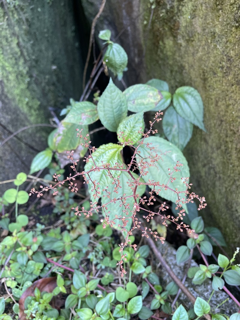 Puerto Rico Clearweed photo 5
