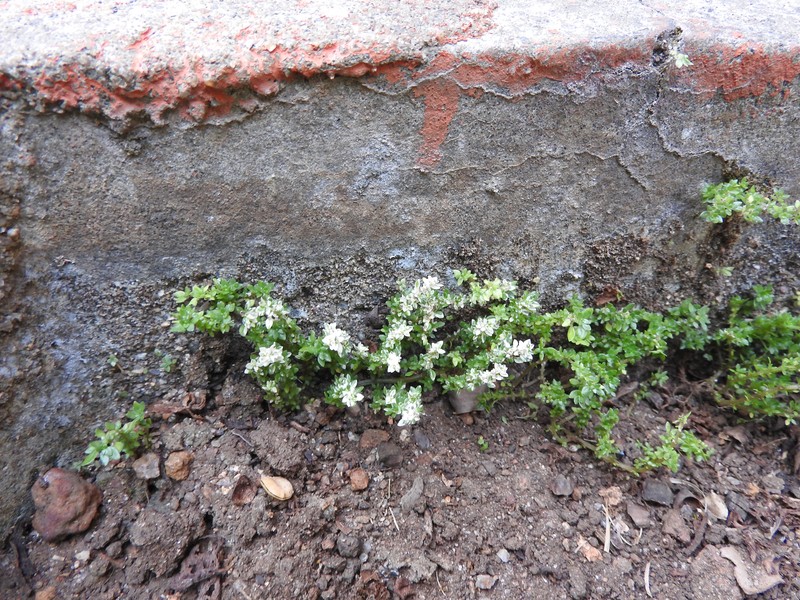 Rockweed photo 4