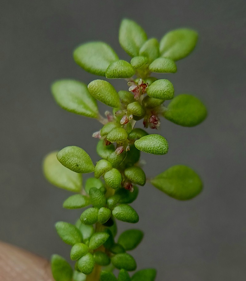 Rockweed photo 5