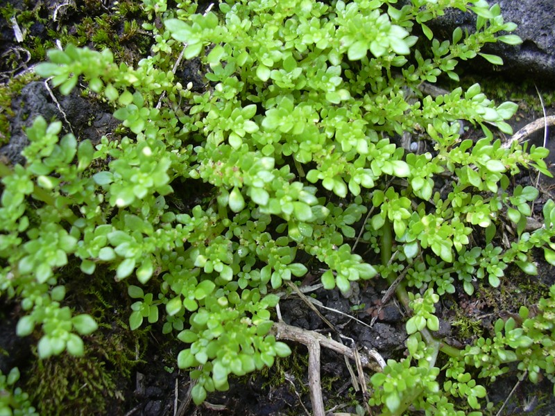 Rockweed