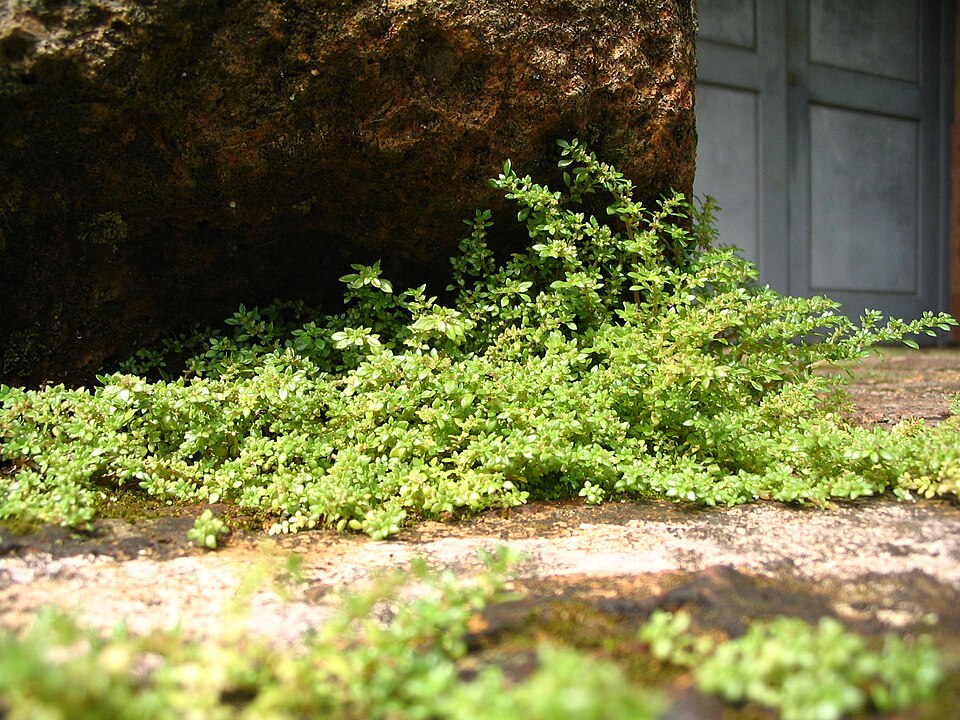 Rockweed photo 6