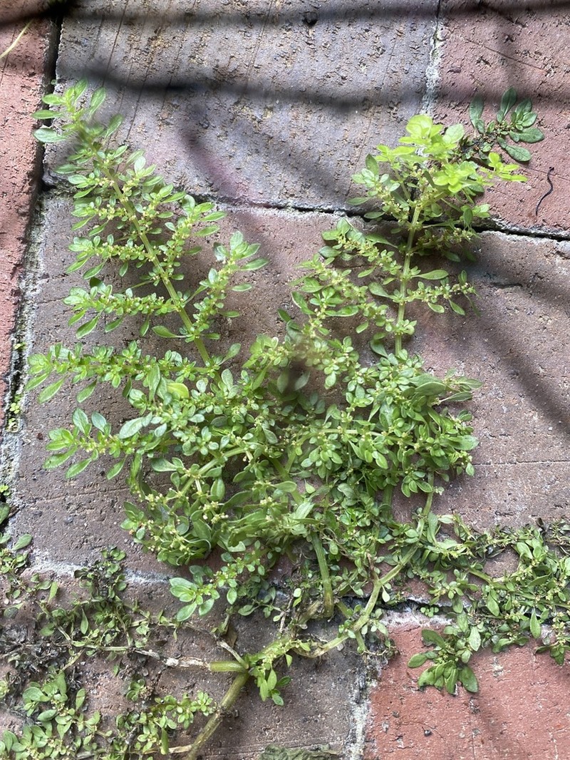 Rockweed photo 4