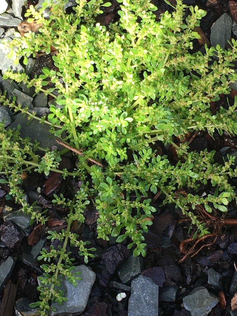Rockweed photo 6
