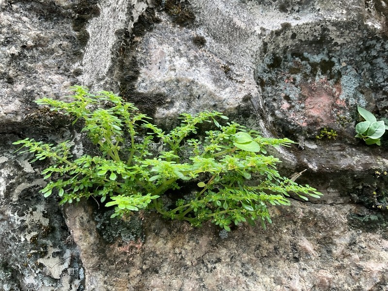 Rockweed photo 7