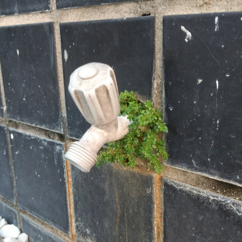 Pilea microphylla var. microphylla photo 2