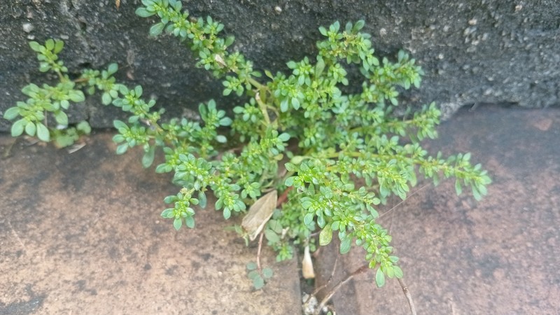 Pilea microphylla var. microphylla photo 3