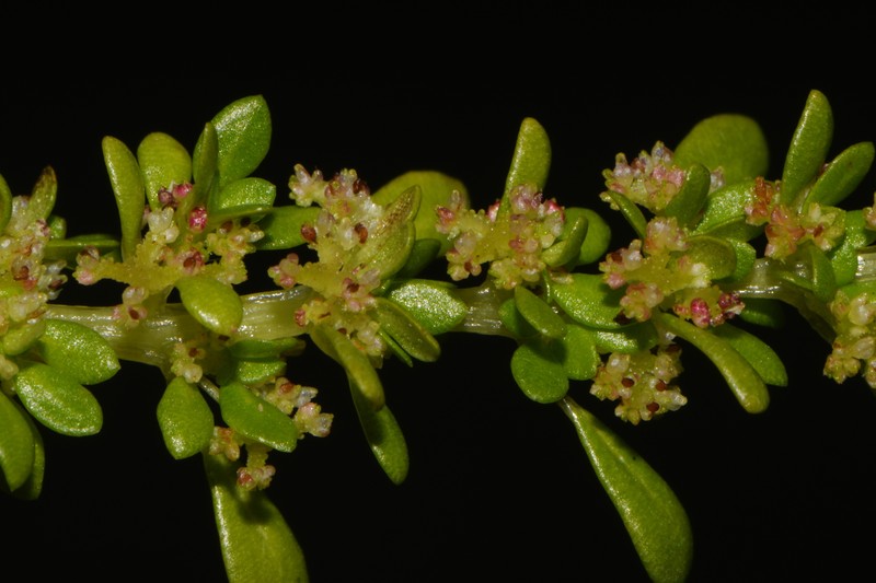 Pilea microphylla var. microphylla photo 4