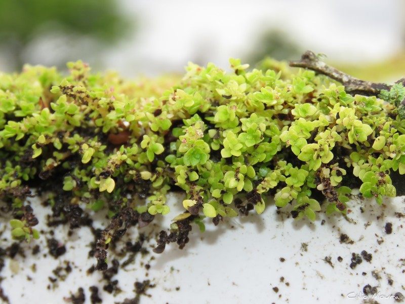 Pilea microphylla var. microphylla photo 5