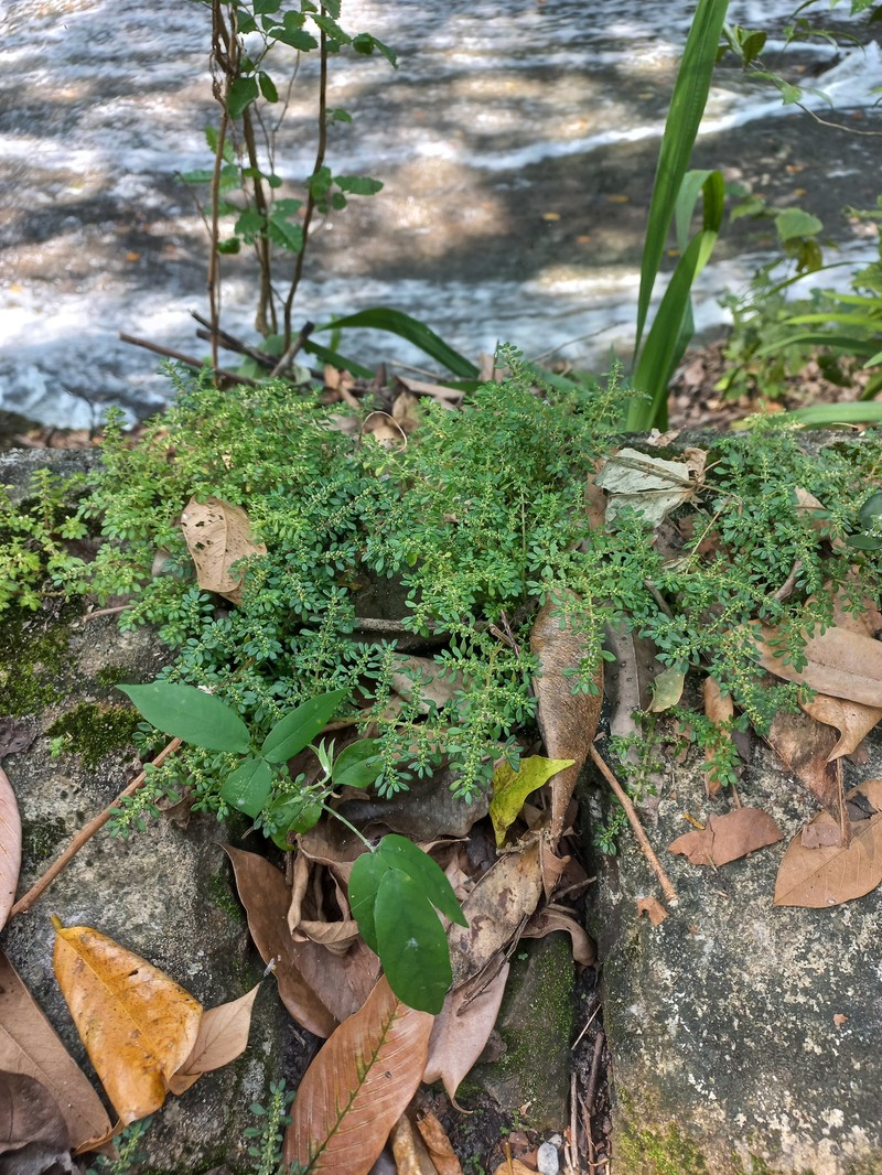 Pilea microphylla var. microphylla photo 8